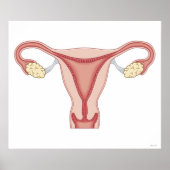 Female Reproductive System Poster (Voorkant)