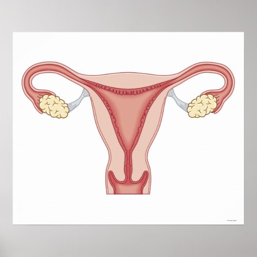 Female Reproductive System Poster (Voorkant)