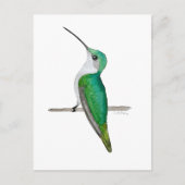 Female Ruby-throated Hummingbird Briefkaart (Voorkant)