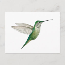 Female Ruby-throated Hummingbird Briefkaart