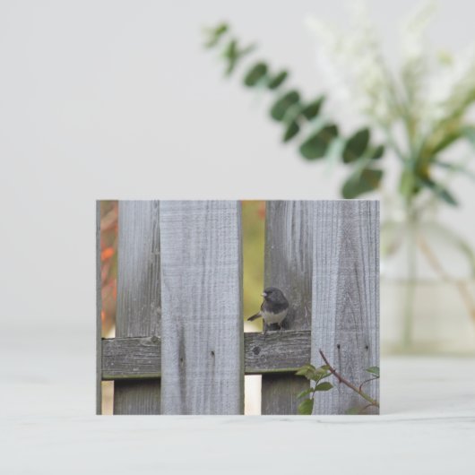 Fence Junco Briefkaart (Staand voorkant)