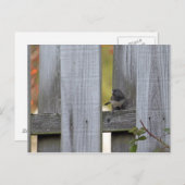 Fence Junco Briefkaart (Voorkant / Achterkant)