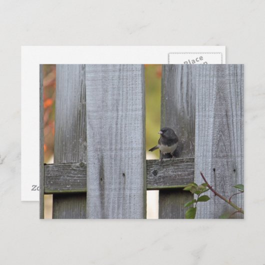 Fence Junco Briefkaart (Voorkant / Achterkant)