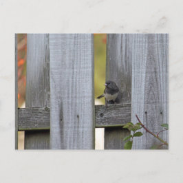 Fence Junco Briefkaart
