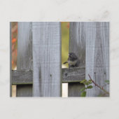 Fence Junco Briefkaart (Voorkant)