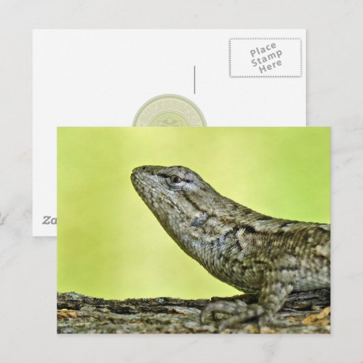 Fence Lizard Briefkaart. Briefkaart (Voorkant / Achterkant)