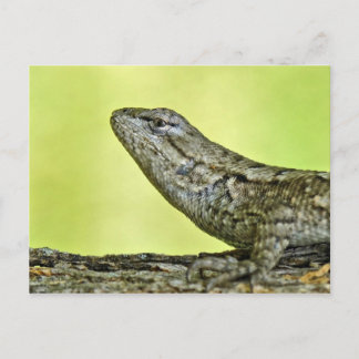 Fence Lizard Briefkaart. Briefkaart