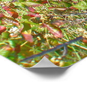 Fence & Poison Ivy IBSP NJ Poster (Hoek)