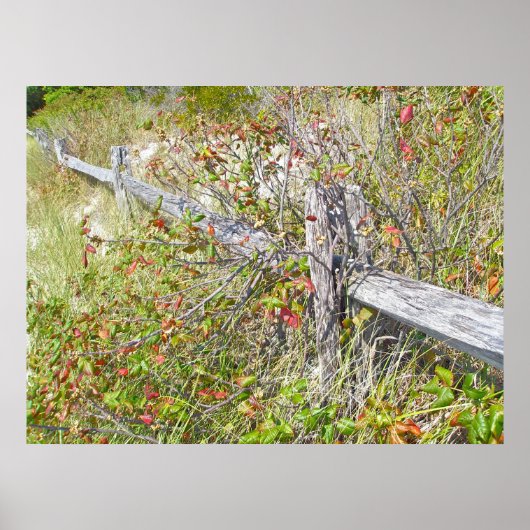 Fence & Poison Ivy IBSP NJ Poster (Voorkant)