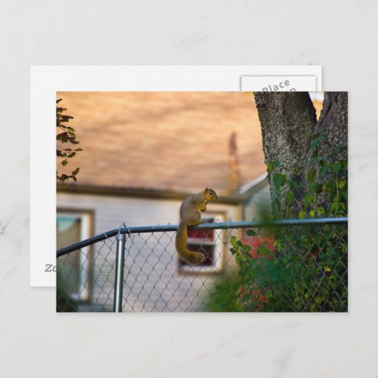 Fence-squirrel/Eichhörnchen am Zaun Briefkaart (Voorkant / Achterkant)