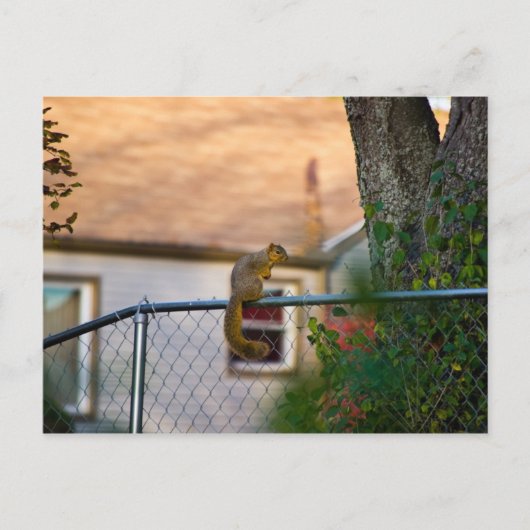 Fence-squirrel/Eichhörnchen am Zaun Briefkaart (Voorkant)