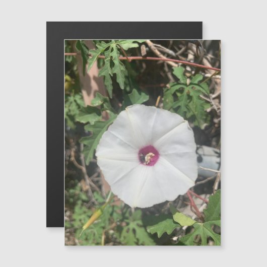 Fenceline Alamo Vine Magnet (Voorkant / Achterkant)