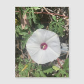 Fenceline Alamo Vine Magnet (Voorkant)