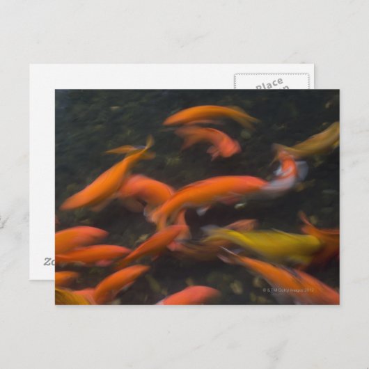 Feng Shui gelooft dat koivissen geluk brengen. Briefkaart (Voorkant / Achterkant)