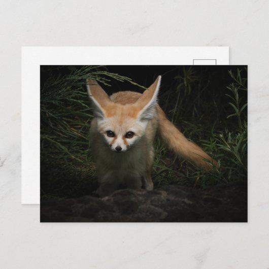 Fennec Fox Briefkaart (Voorkant / Achterkant)