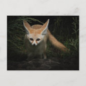 Fennec Fox Briefkaart (Voorkant)