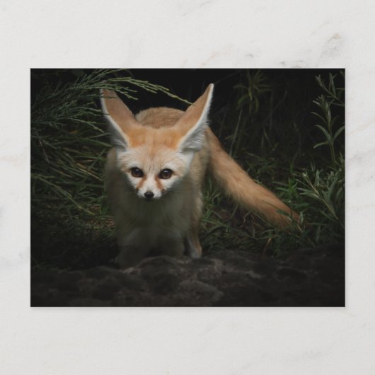 Fennec Fox Briefkaart (Voorkant)