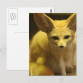 Fennec Fox Briefkaart (Voorkant / Achterkant)