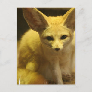 Fennec Fox Briefkaart