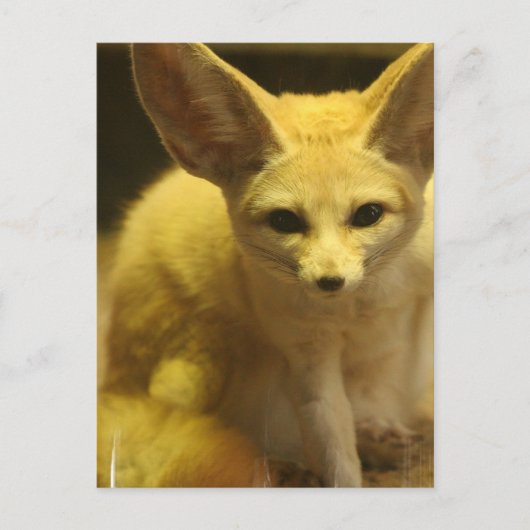 Fennec Fox Briefkaart (Voorkant)