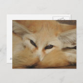 Fennec Fox Briefkaart (Voorkant / Achterkant)