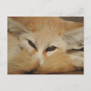 Fennec Fox Briefkaart