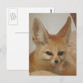 Fennec Fox Briefkaart (Voorkant / Achterkant)