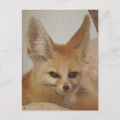 Fennec Fox Briefkaart (Voorkant)