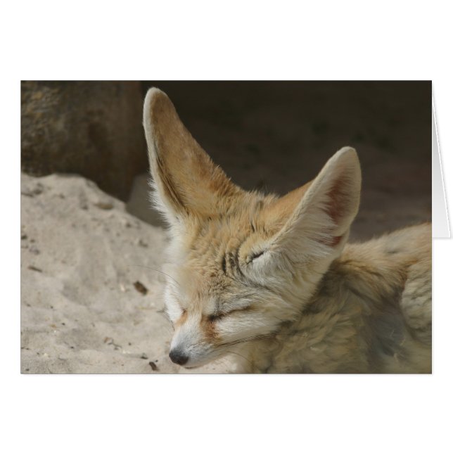 Fennec Fox-kaart (Voorkant Horizontaal)