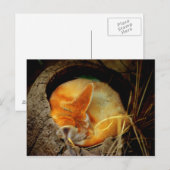 Fennec Fox Post Card Briefkaart (Voorkant / Achterkant)