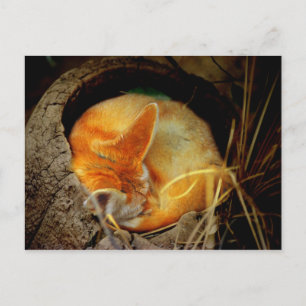 Fennec Fox Post Card Briefkaart