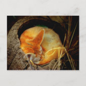 Fennec Fox Post Card Briefkaart (Voorkant)