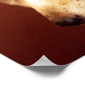 Fennec Fox Poster (Hoek)