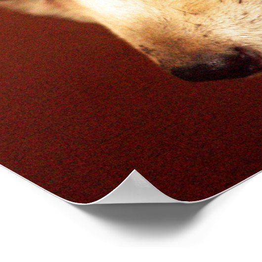 Fennec Fox Poster (Hoek)