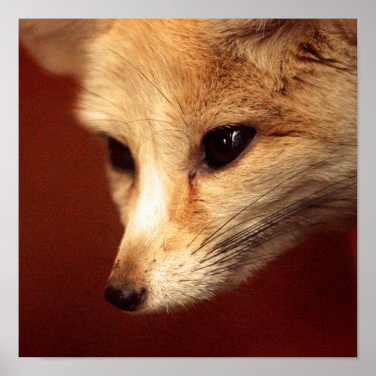Fennec Fox Poster (Voorkant)