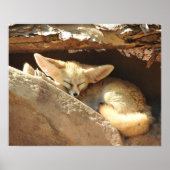 Fennec Fox Poster (Voorkant)