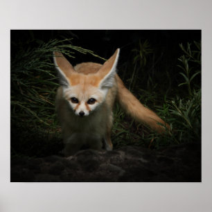Fennec Fox Poster