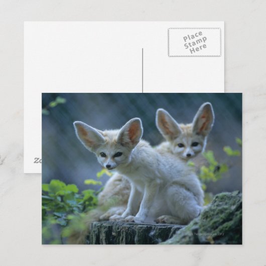 Fennec Foxes Briefkaart (Voorkant / Achterkant)