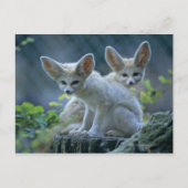 Fennec Foxes Briefkaart (Voorkant)