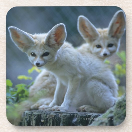 Fennek (Vulpes zerda) W �_stenfuchs, Fennec Drankjes Onderzetter (Voorkant)