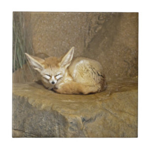 fennekfox tegeltje