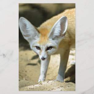 Fennekvos Briefpapier