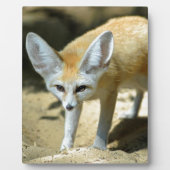 Fennekvos Fotoplaat (Voorkant)