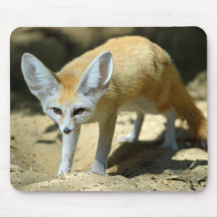 Fennekvos Muismat