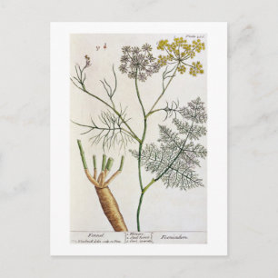 Fennel, bord 288 uit "A Curious Herbal", publiceer Briefkaart