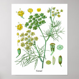 Fennel Herb Botanische illustratie Keukendecor Poster