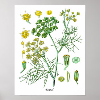 Fennel Herb Botanische illustratie Keukendecor Poster