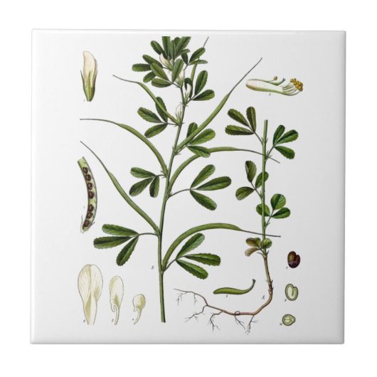 Fenugreek Tegeltje (Voorkant)