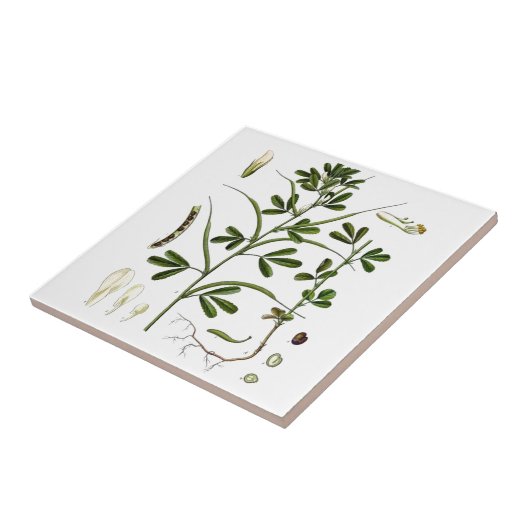 Fenugreek Tegeltje (Zijkant)