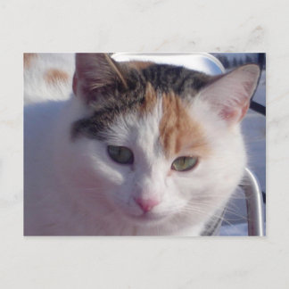 Feral Beauty Briefkaart